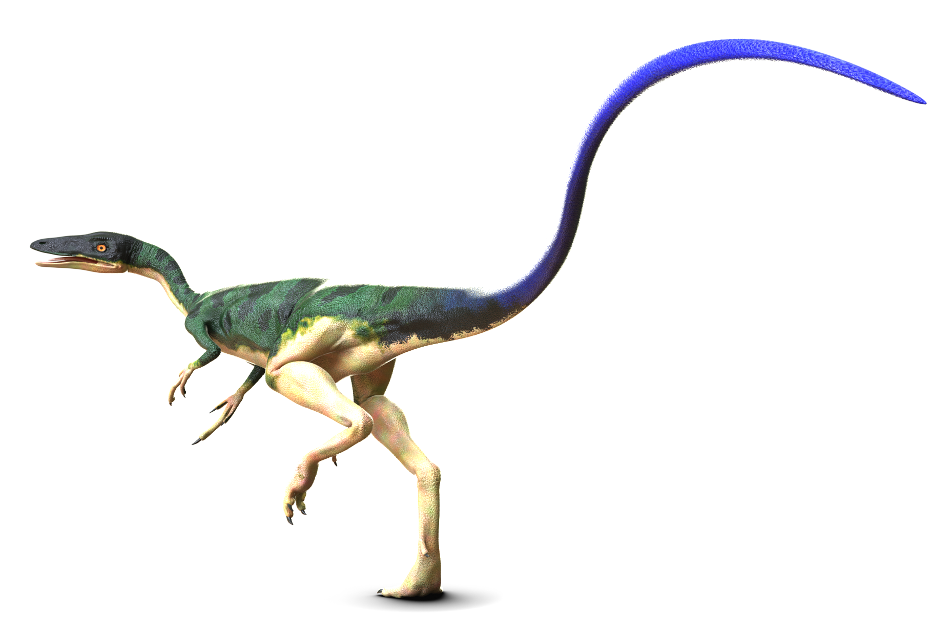 コンプソグナトゥス