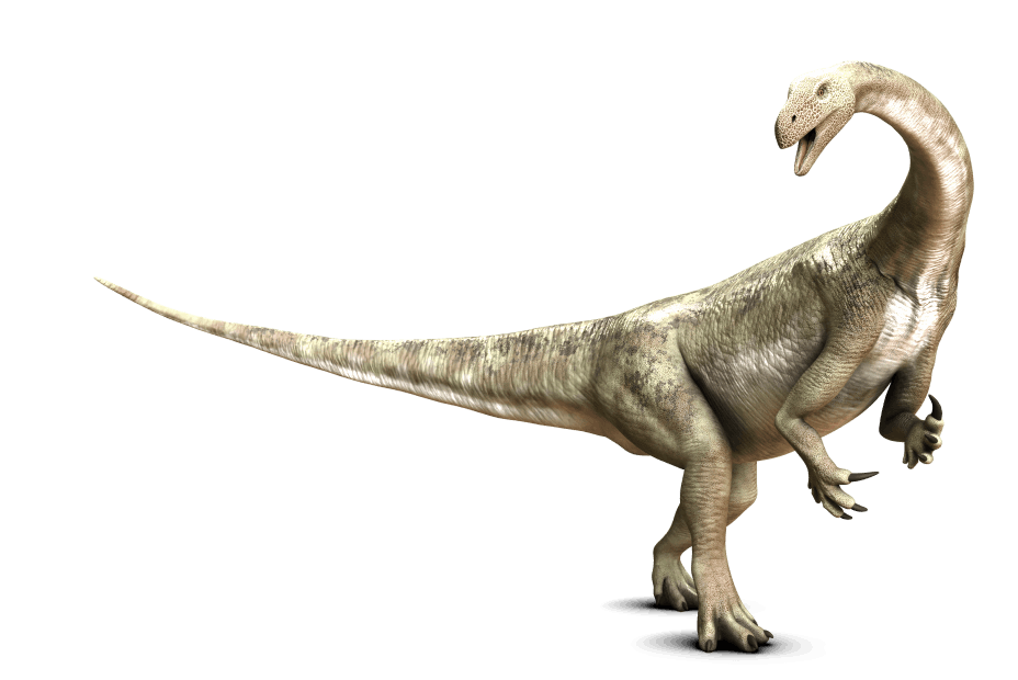 マッソスポンディルス