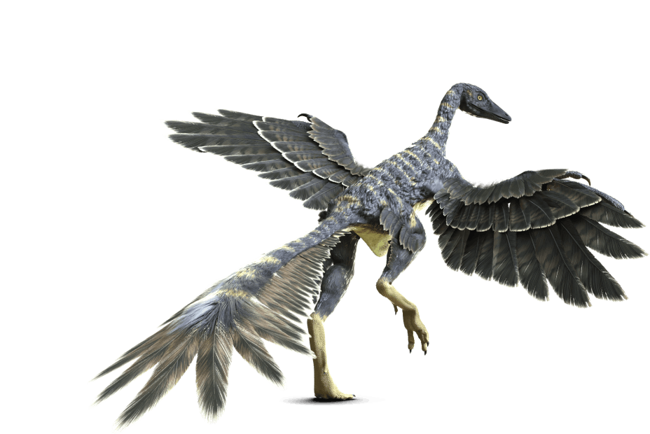 アーケオプテリクス