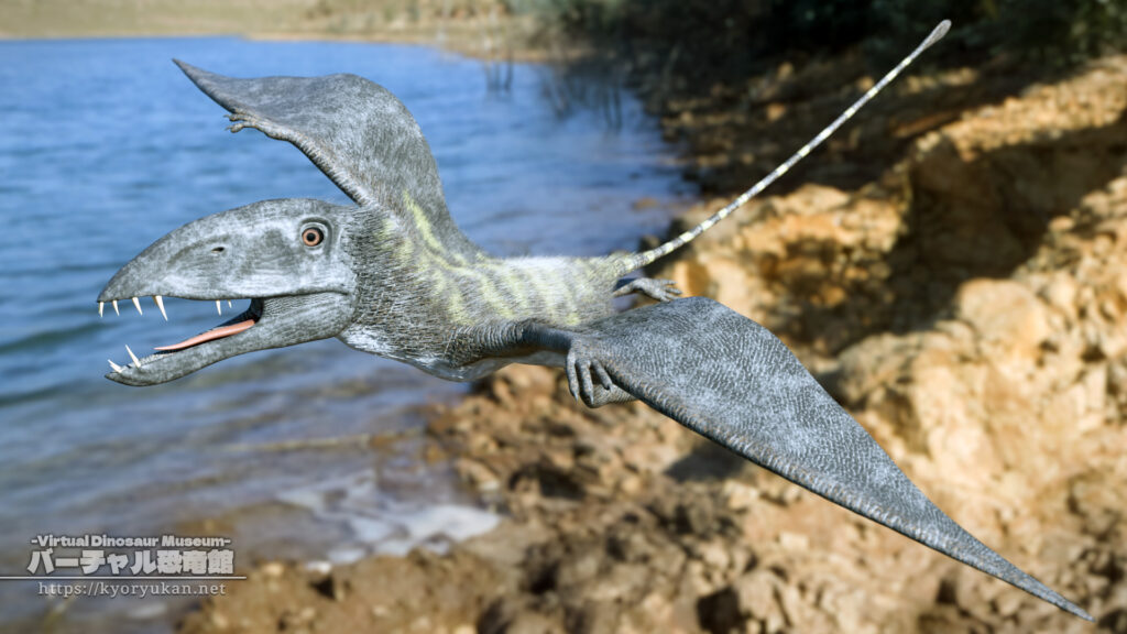 ディモルフォドン の画像