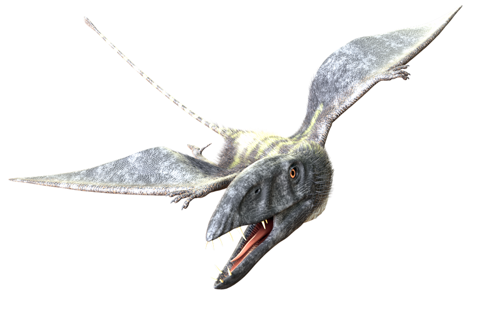 ディモルフォドン