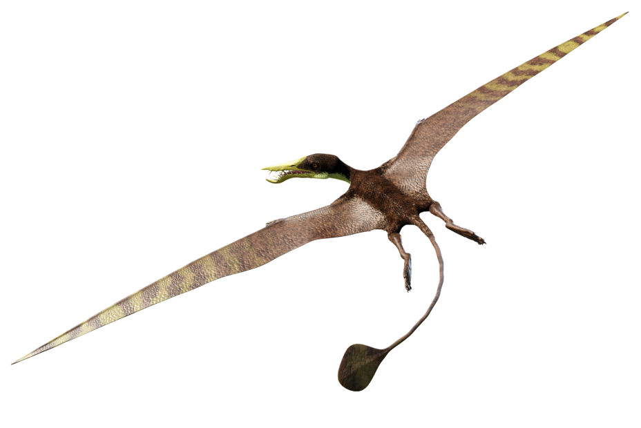 ランフォリンクス